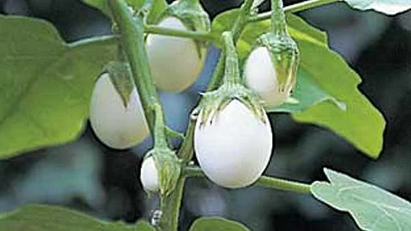 கத்தரிக்காய்