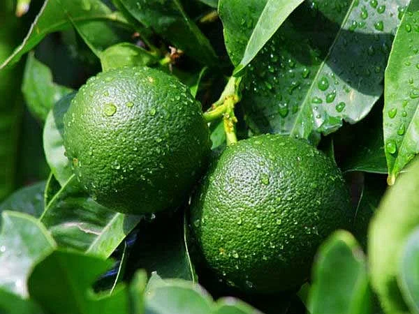 நார்த்தங்காய் பயன்கள்
