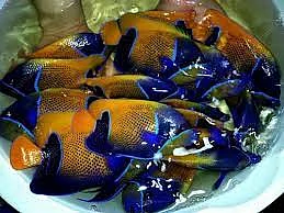fish aquarium