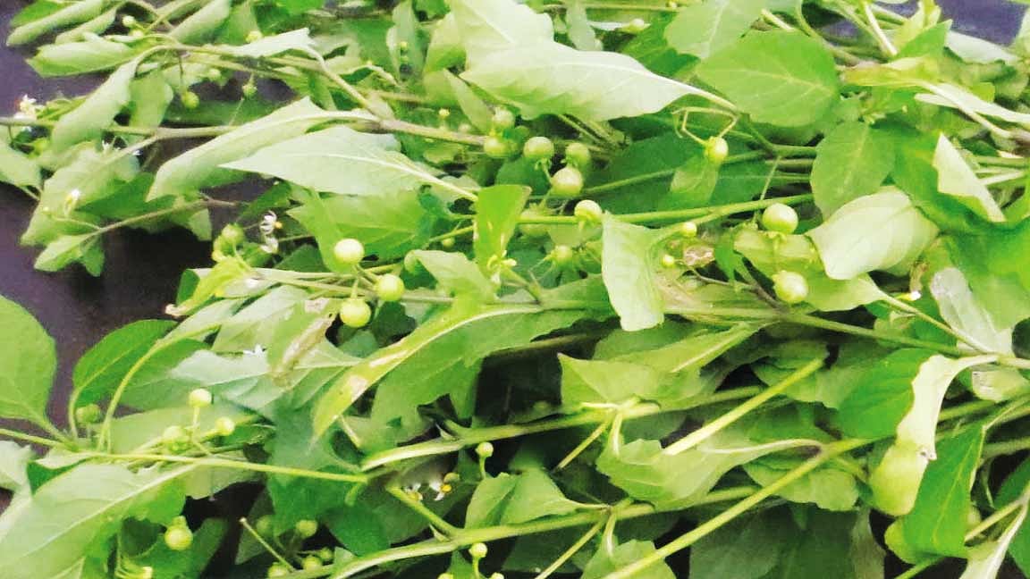 அரியவகை மூலிகையான மணத்தக்காளிக் கீரையின் சிறப்புகள்!