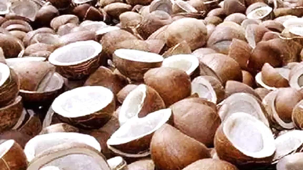 அதிக விளைச்சலால் கொப்பரையாகும் தேங்காய்...  