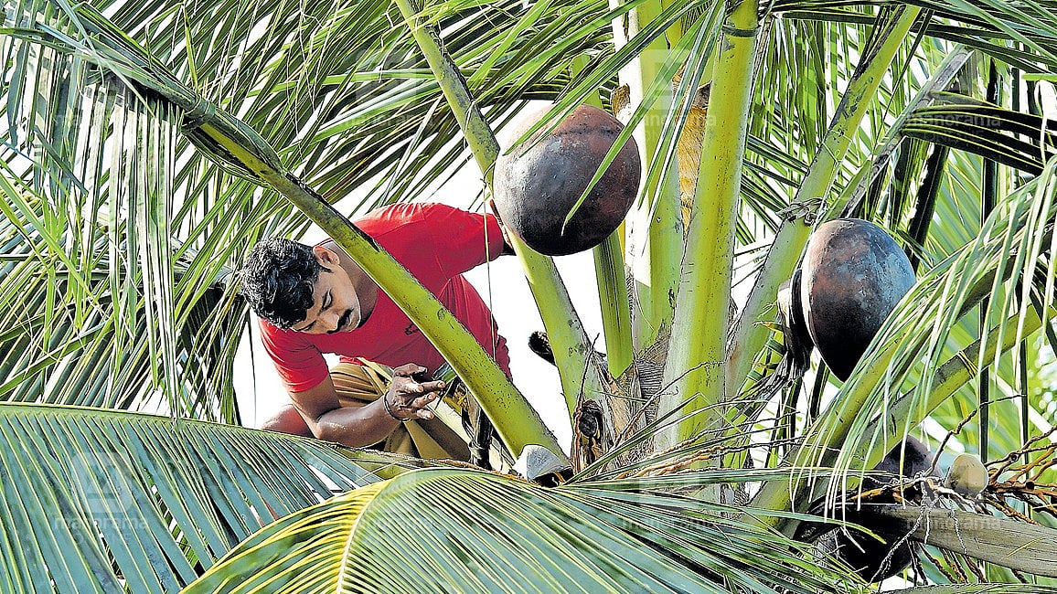 கேரளாவின் மதுபான கொள்கையில் மாற்றம்: கள் இறக்க முக்கியத்துவம்!