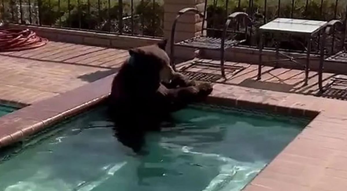 'என்னா வெயிலு' ஸ்விம்மிங் பூலில் மூழ்கி நின்ற கரடி.. வைரலாகும் வீடியோ!