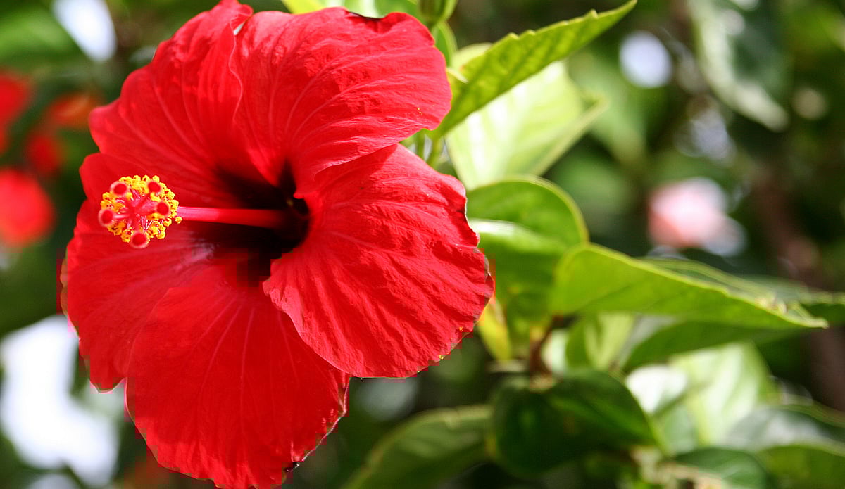 வீட்டிலேயே செய்யலாம் இயற்கையான செம்பருத்தி பூ ஷாம்பு!