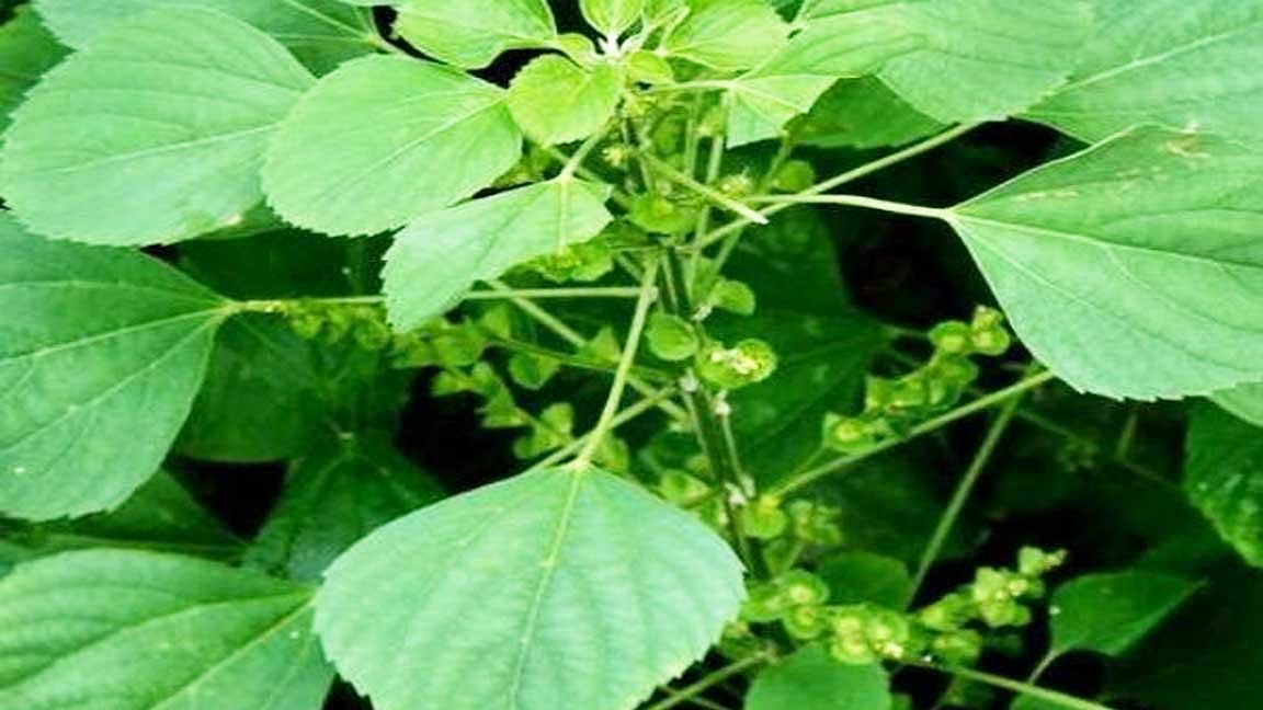 இயற்கையான முறையில் நம் அழகைக் கூட்ட சில எளிய வழிகள்!