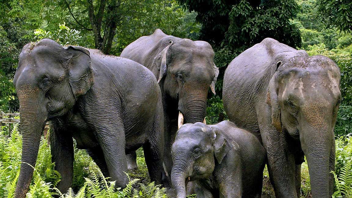 யானை வழித்தடங்களை பாதுகாக்க நடவடிக்கை: வனத்துறை அமைச்சர் உறுதி!