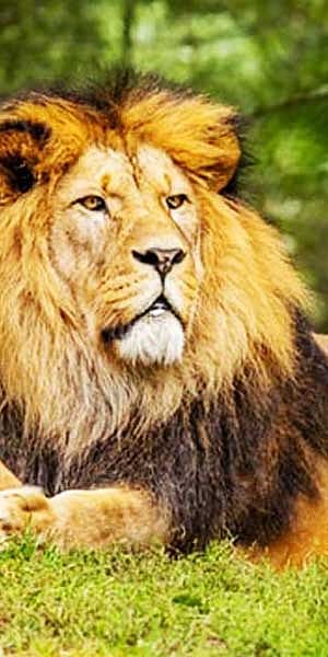 ஆண் சிங்கங்கள் வேட்டையாடுமா?