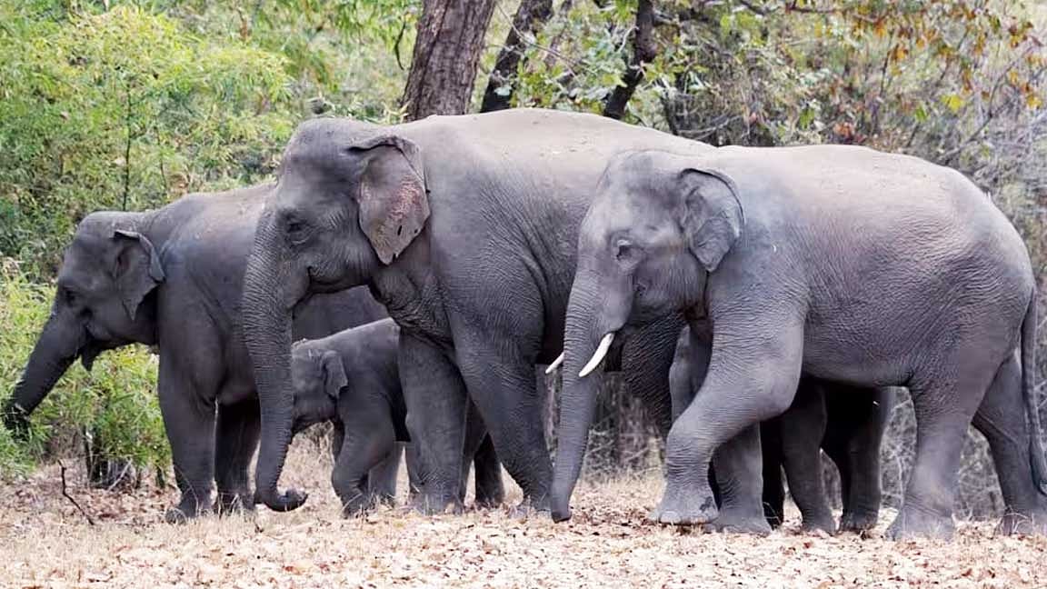 மாபெரும் உயிரினத்தின் மகத்தான பங்களிப்பு! 