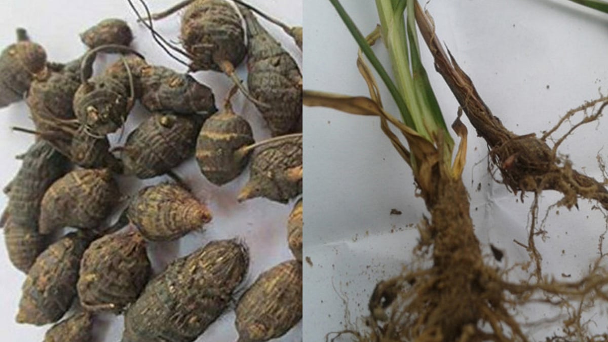 கோடி நன்மை தரும் கோரைக் கிழங்கு!