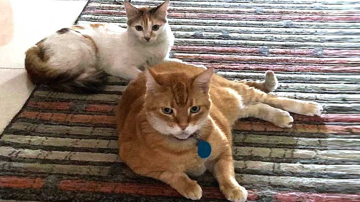 ஆகஸ்ட் 08 - சர்வதேச பூனைகள் தினம்!