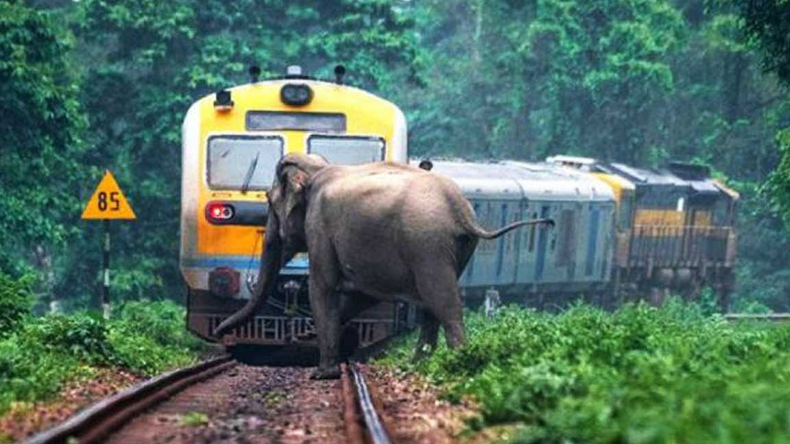 யானைகள் இறப்பைத் தடுக்க புதிய தொழில்நுட்பம்!