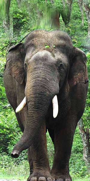 யானைகளின் தும்பிக்கையில் எத்தனை தசைகள் தெரியுமா?