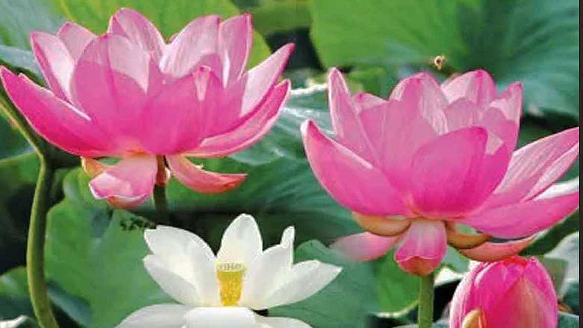 அழகை அதிகரிக்கும் தாமரை எண்ணெய்!