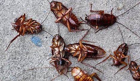 கரப்பான் பூச்சிகளை விரட்ட நல்லதா நான்கு வழி!