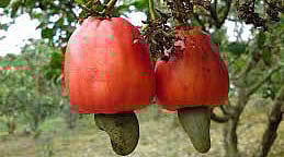 முந்திரிப் பழம் சாப்பிடுவதால் ஏற்படும் நன்மைகள்!