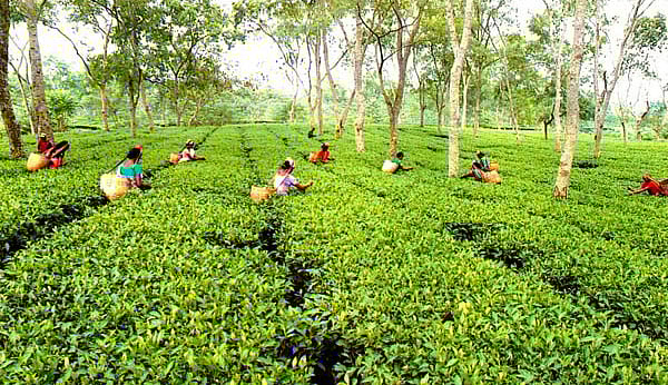 இந்தியாவில் தேயிலை சாகுபடி அதிகரிப்பு!