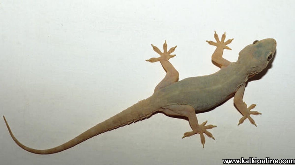 உங்கள் வாழ்க்கையை மாற்றும் பல்லி விளைவு!