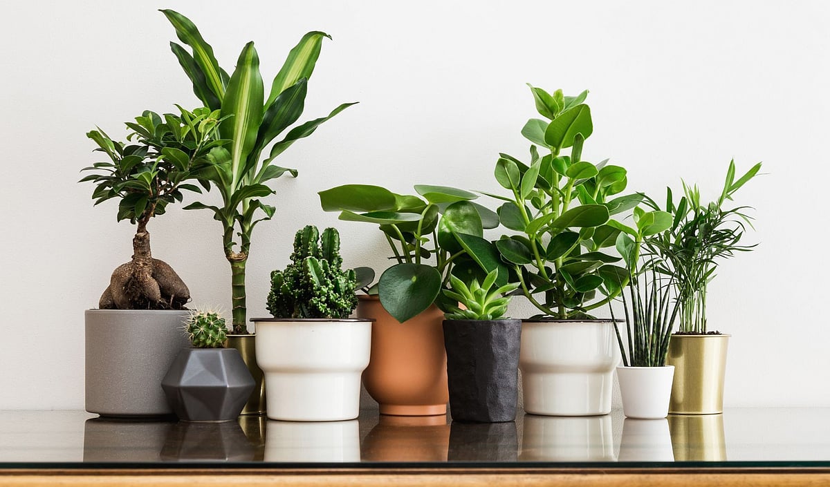 வீட்டிற்குள் வைத்து வளர்க்க ஏற்ற வாஸ்து செடிகள்!