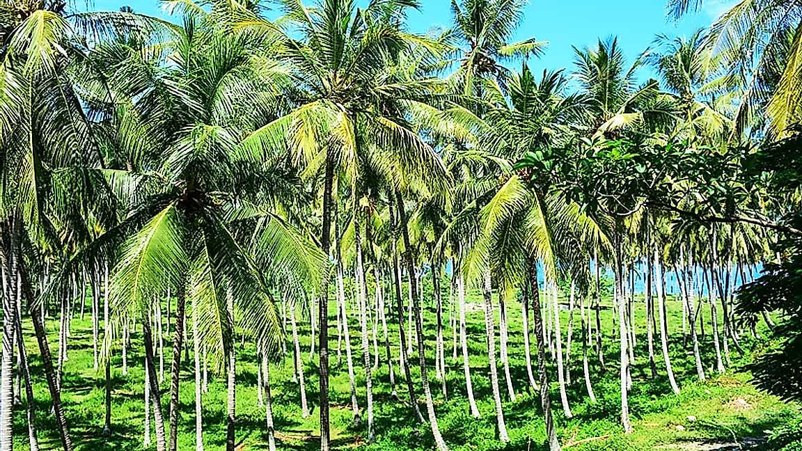 தென்னை உற்பத்திக்காக அரசு என்ன செய்கிறது?
செப்டம்பர் 2 உலக தென்னை தினத்தில் தென்னை பற்றிய ஒரு பார்வை!
