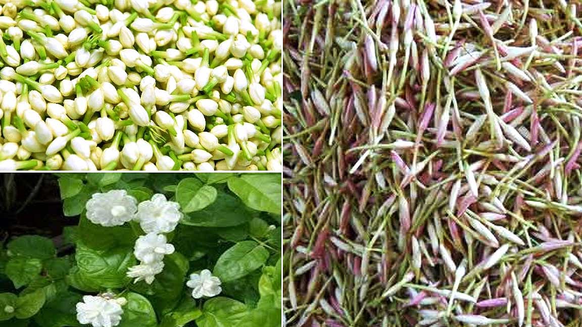 பூஜைக்கேத்த பூவிது!