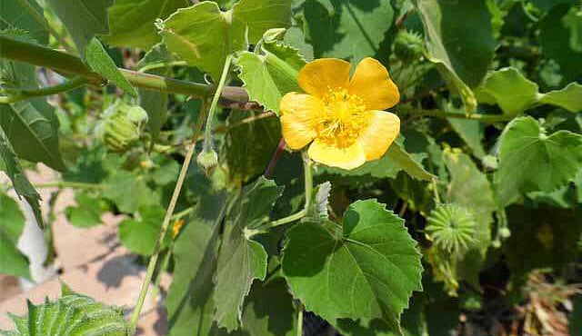 துன்பம் போக்கும் துத்திக் கீரை!