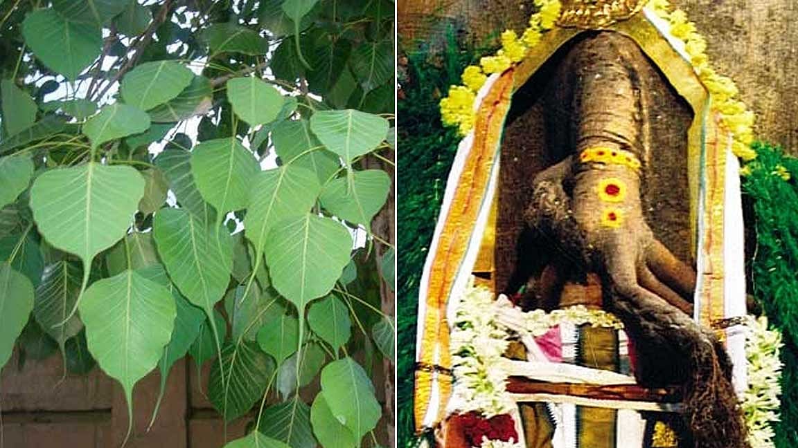 அதிசய அரசமர சுயம்பு விநாயகர்! 