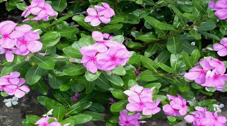 நீரிழிவு நோய்க்கு நிவாரணமாகும் நித்திய கல்யாணி பூ!