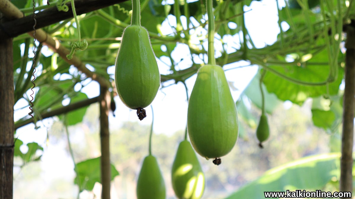 சுரைக்காய்: ஊட்டச்சத்துக்கள் அடங்கிய பொக்கிஷம்!