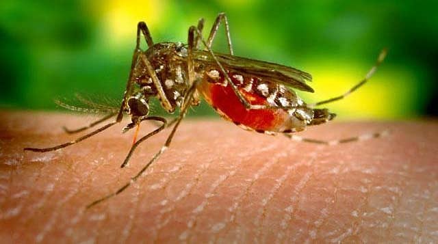 மழைக்காலம் வந்துவிட்டது: ஏடிஸ் கொசுக்களிடம் ஜாக்கிரதை!