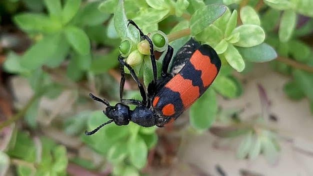 எரிபூச்சி கடித்து விட்டால் என்ன செய்வது?