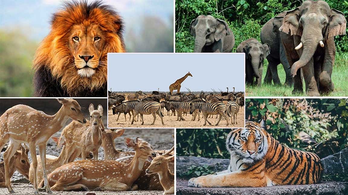 விலங்கியல் உலகின் ராஜாக்கள் - இவர்களைத் தெரியுமா...? 
