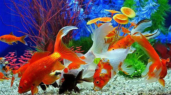 அதிர்ஷ்ட மீன் வளர்ப்பின் அற்புதம் தெரியுமா உங்களுக்கு?