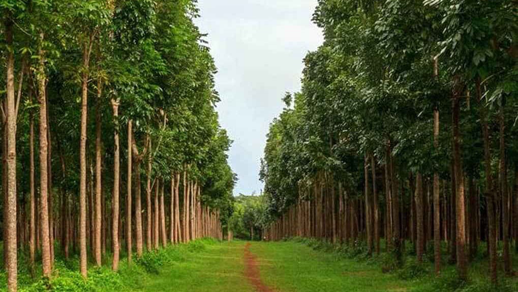 சுற்றுச்சூழல் மற்றும் நோய்க்கு மருந்தாகும் தேன்கனி மரம்!