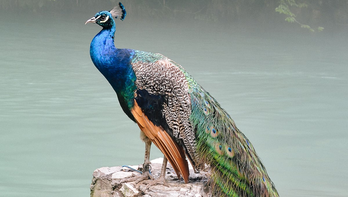 உயிர் துறக்க தவம் இருக்கும் மயில்கள்!