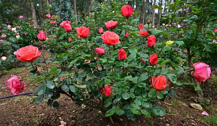 உங்கள் வீட்டு ரோஜா செடி பூத்துக் குலுங்க எளிய யோசனை!