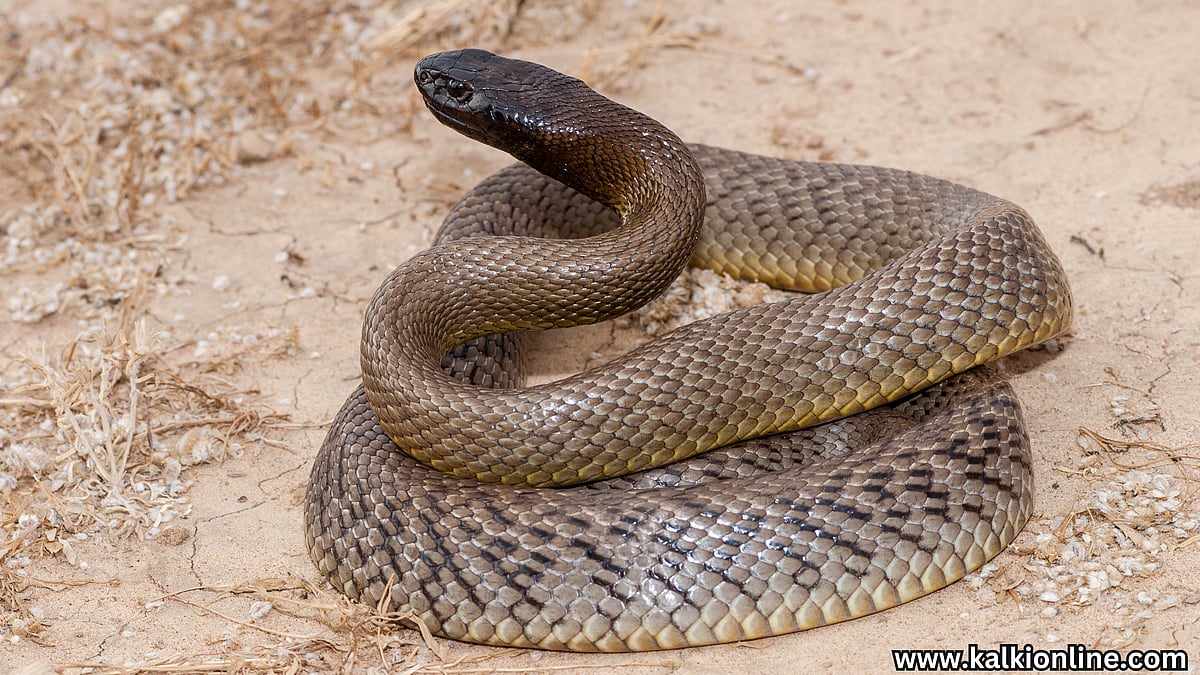 Taipan: உலகிலேயே அதிக விஷமுடைய பாம்பு!