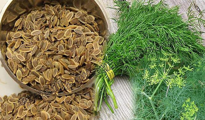 சதகுப்பையின் மருத்துவப் பயன்கள் என்ன?