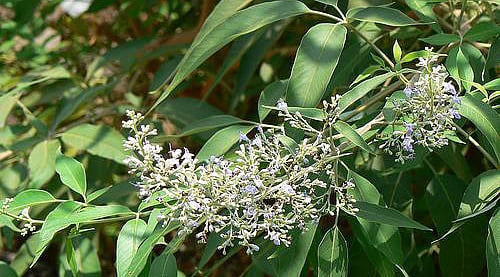 ஜலதோஷம், தலைவலிக்கு கைக்கண்ட நிவாரணியாகும் நொச்சி இலை!