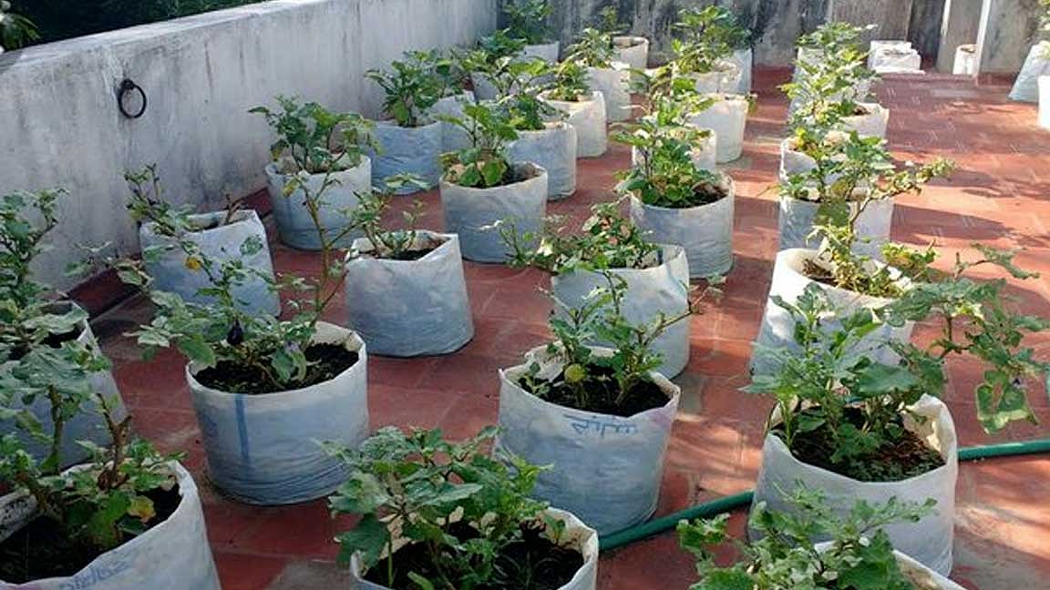 தொட்டிச் செடிகள் பராமரிப்பு -10 டிப்ஸ்!