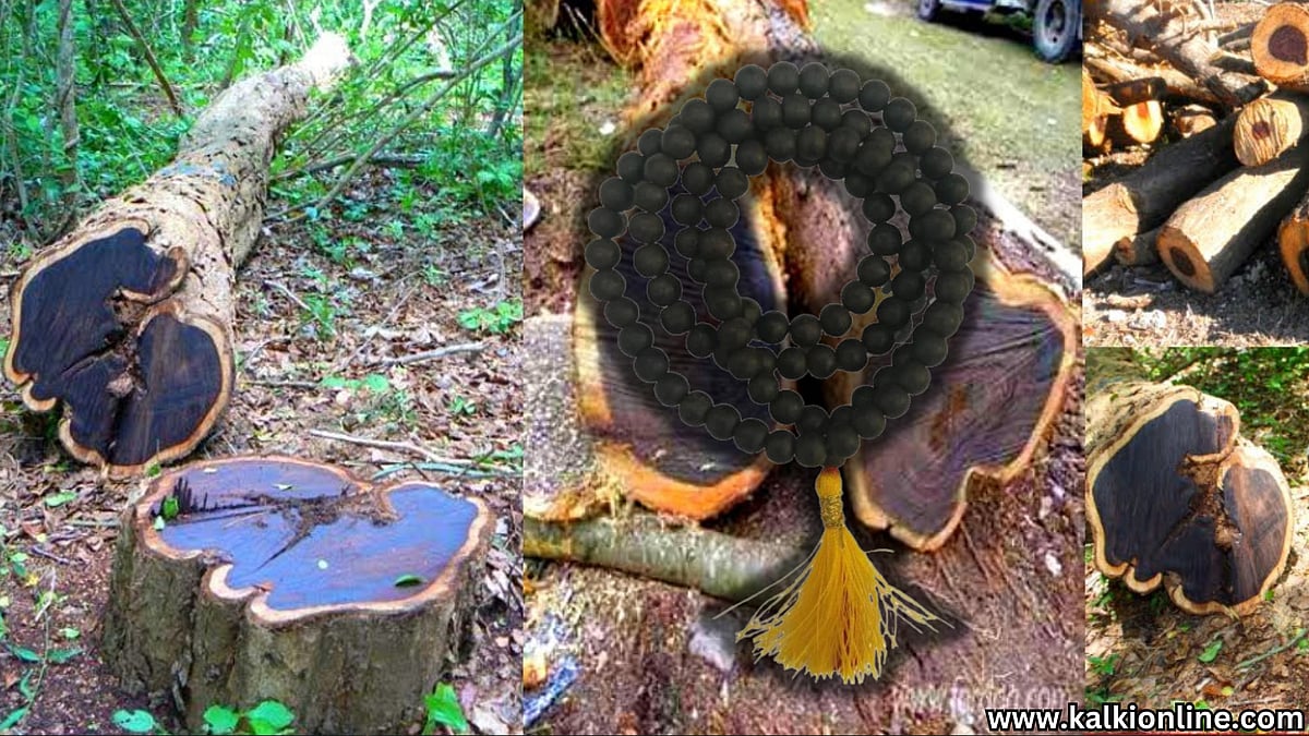 கருங்காலி மரம் பற்றிய உண்மைகள்!