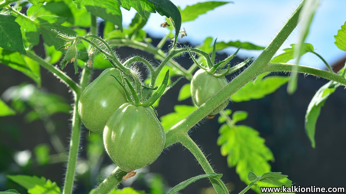 செம டேஸ்டான தக்காளிக்காய் சட்னி! 