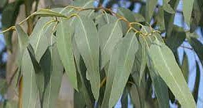 உடல் உபாதைகளைப் போக்கும் யூகலிப்டஸ் வெந்நீர் குளியல்!