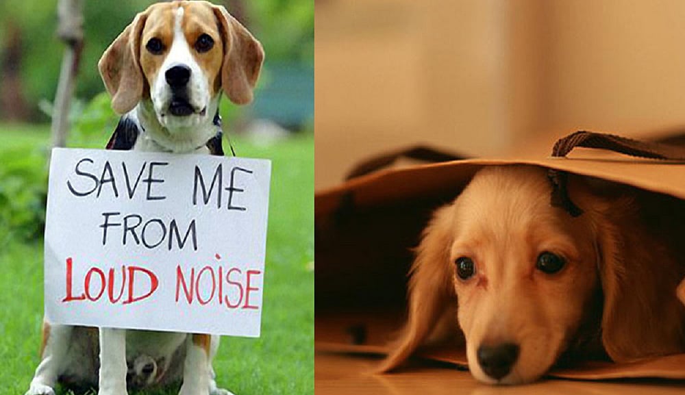 பட்டாசு வெடிச்சத்தத்தில் இருந்து செல்லப்பிராணிகளைப் பாதுகாப்பது எப்படி?