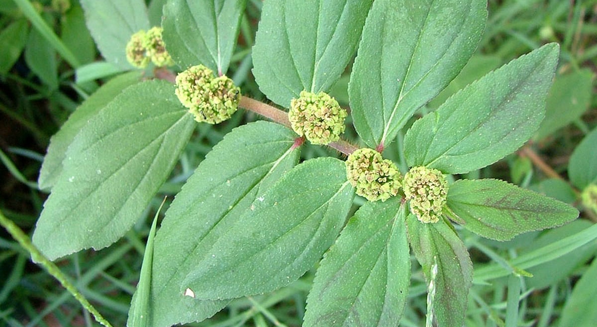 அம்மான் பச்சரிசியின் மருத்துவ குணங்கள்!