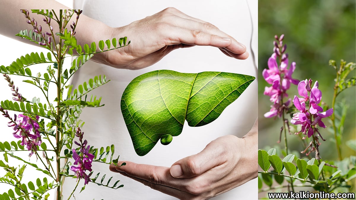 கல்லீரலை மேம்படுத்தும் அவுரி இலை!