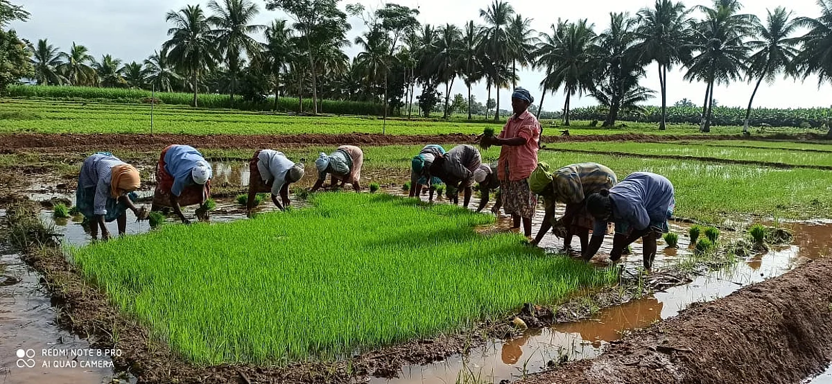 அங்ககச் சான்றளிப்புத் துறை கோவையிலிருந்து சென்னைக்கு மாற்றமா?