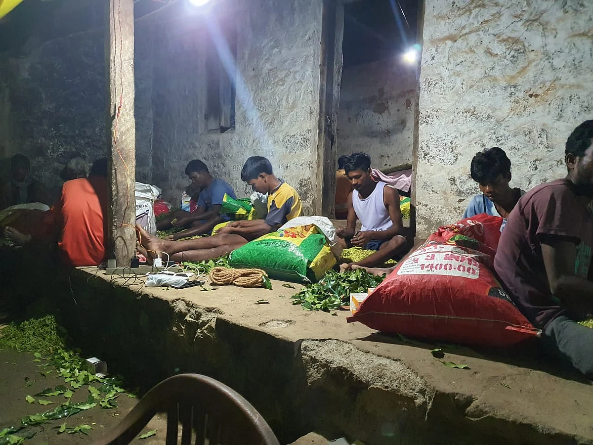 கிராம்பைத் தரம்பிரிக்கும் தொழிலாளர்கள்...