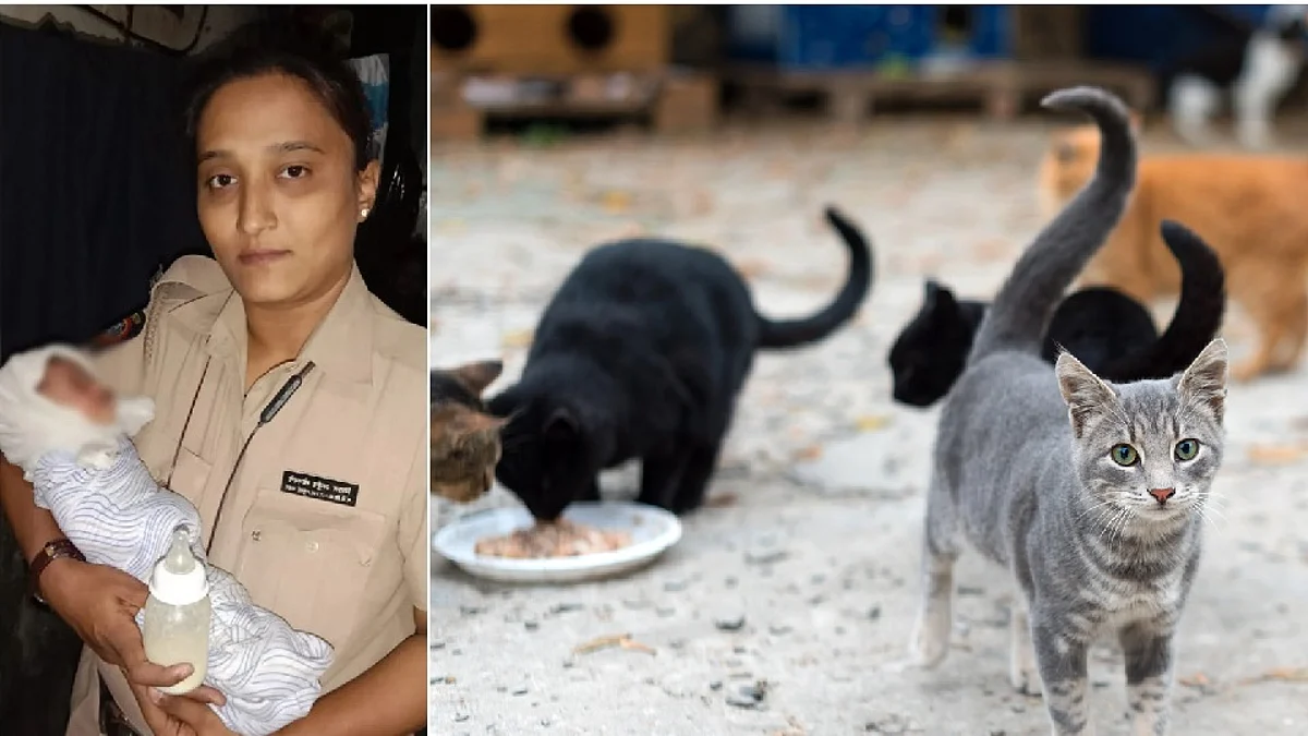 மும்பை கால்வாயில் வீசப்பட்ட குழந்தையைக் காப்பாற்றிய பூனைகள்!