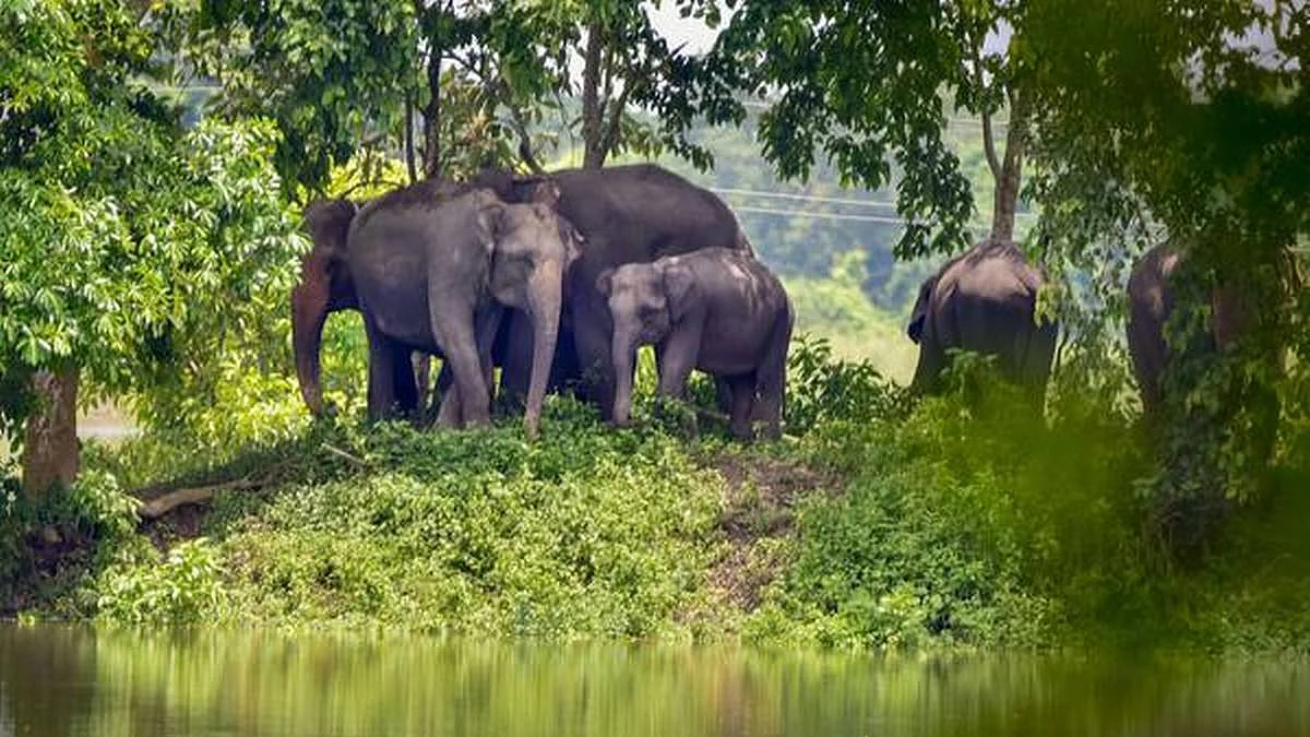 குட்டி விலங்குகளைக் குளிரிலிருந்து பாதுகாக்க கம்பளி!