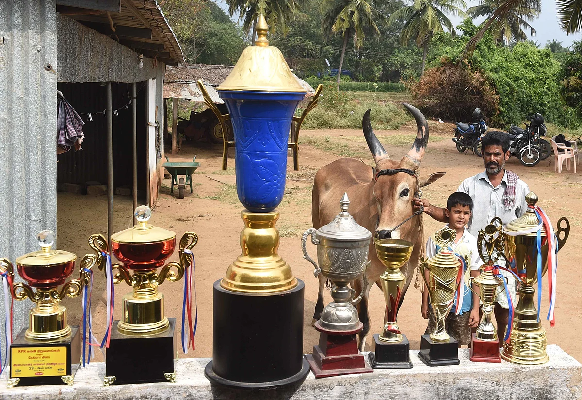 கட்டுத்தாரை தொடங்கி களமிறங்கும் வரை...; 'ரேக்ளா'வுக்கு காளைகள் தயாராவது எப்படி?